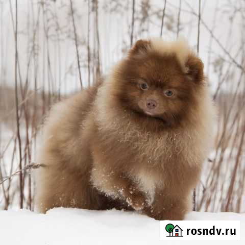 Шпиц Калуга - изображение 1