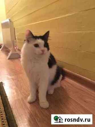 Котенок Ванечка ищет дом Подольск