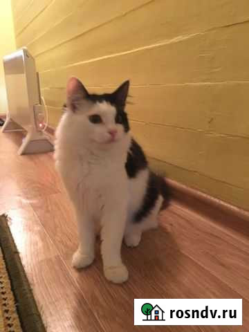 Котенок Ванечка ищет дом Подольск - изображение 1