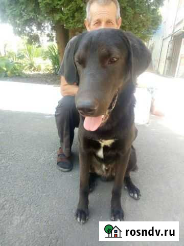 Собака Армавир - изображение 1