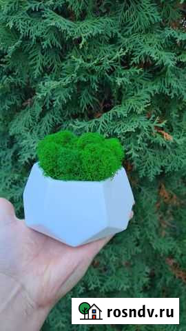 Кашпо и стабилизированный мох Засечное - изображение 1