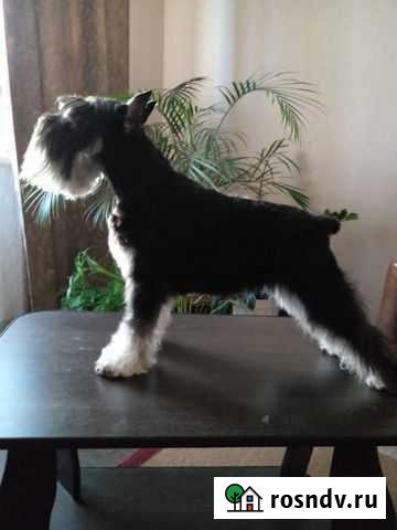 Цвергшнауцер Нижний Тагил - изображение 1