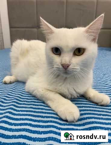 Кошка Белка Волжский - изображение 1