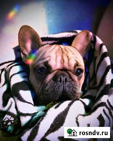 Французский бульдог вязка Мурманск - изображение 1