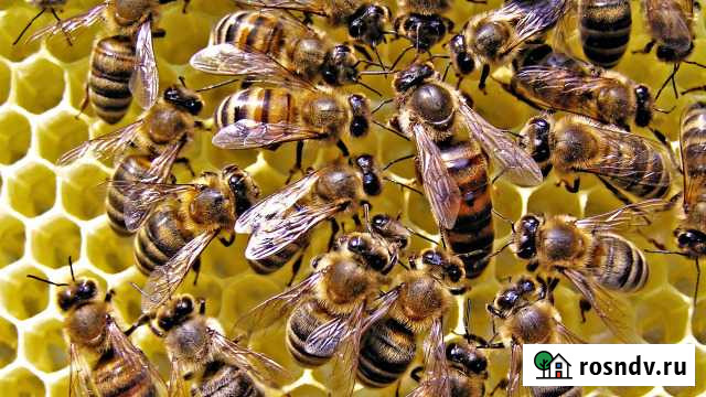 Пчелосемьи с ульем на рутовской рамке Брянск - изображение 1