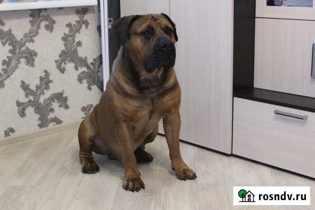 Кобель Южноафриканского бурбуля на вязку Орехово-Зуево - изображение 1