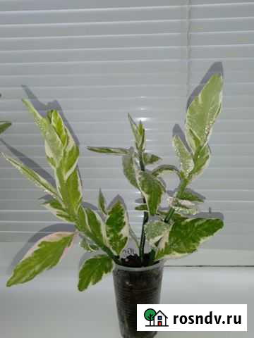 Педилантус Находка - изображение 1