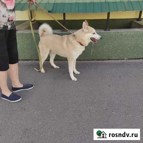 Отдам в добрые руки Ярославль - изображение 1