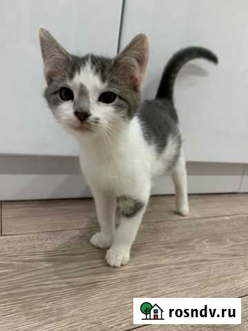 Котята в добрые руки Тамбов - изображение 1