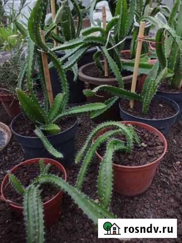 Гилоцереус Новочеркасск - изображение 1