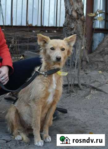 Собака в добрые руки Курск - изображение 1