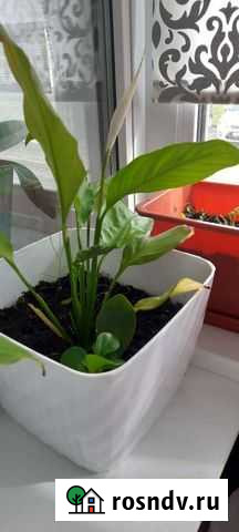 Спатифиллум (женское счастье) Маркова - изображение 1