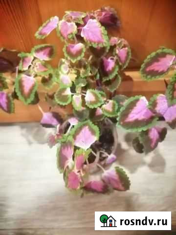 Бегония декоративно лиственная Набережные Челны - изображение 1