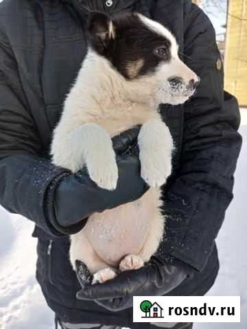 Щенки бесплатно Жердевка - изображение 1