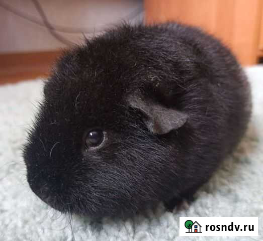 Морская свинка Американский Тедди девочки Ростов-на-Дону - изображение 1