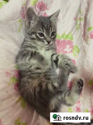 Котенок Вологда - изображение 1