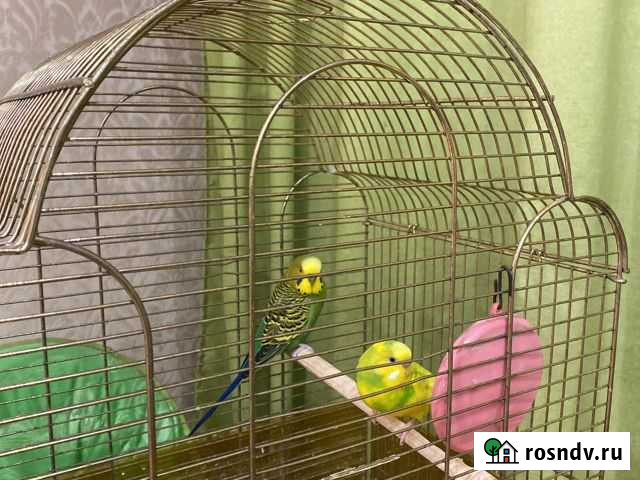 Волнистый попугаи с клеткой Рязань - изображение 1