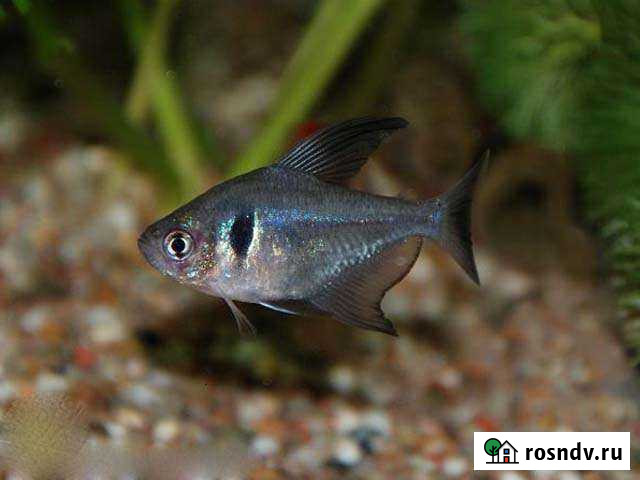 Мирные рыбки. Растения Липецк - изображение 1