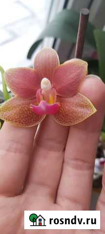 Орхидея фаленопсис Биробиджан - изображение 1