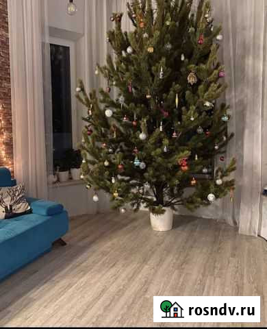 Сосна ароматная Хабаровск - изображение 1