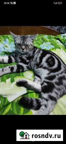 Британский кот на вязку Козьмодемьянск - изображение 1