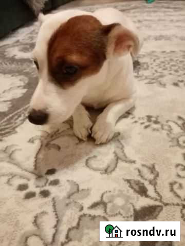 Вязка Джек Рассел терьер Гусь-Хрустальный - изображение 1