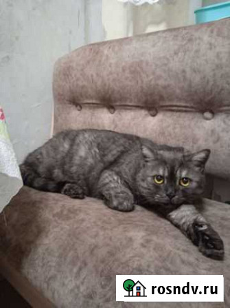 Кот Нижний Новгород - изображение 1