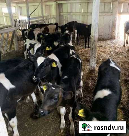 Телята бычки Пачелма - изображение 1