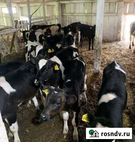 Телята бычки Пачелма - изображение 1