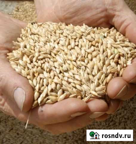 Ячмень пшеница Елец - изображение 1