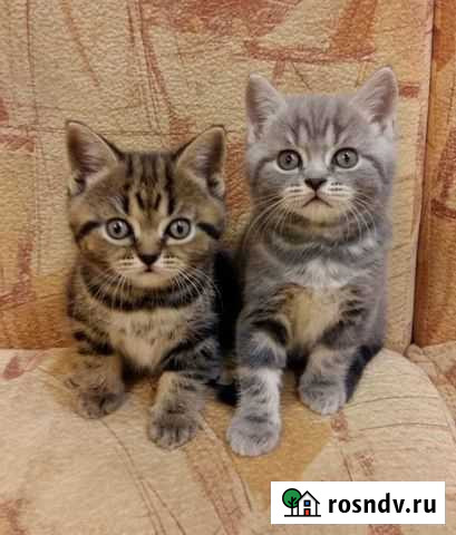 Шотландские котята Волжский - изображение 1