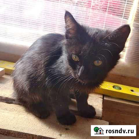 Котенок Усть-Лабинск - изображение 1