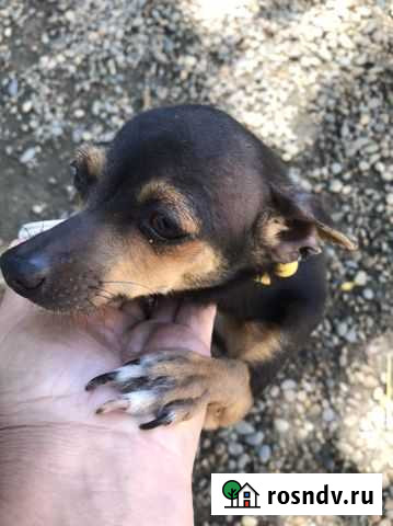 Той-терьер Курганинск - изображение 1