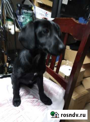 Отдам в хорошие руки собаку Брюховецкая - изображение 1