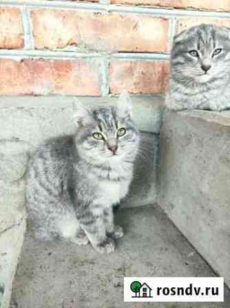 Котята Анзорей