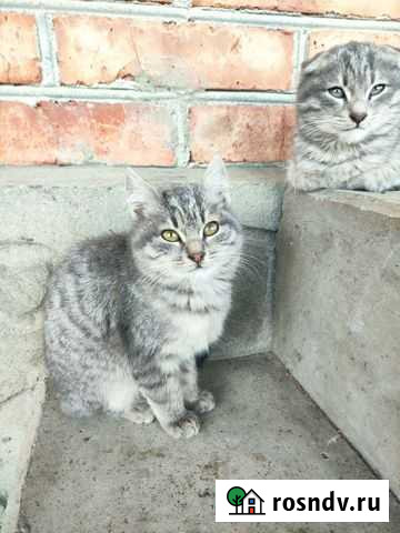 Котята Анзорей - изображение 1