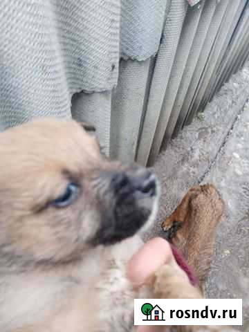 Собаки бесплатно в добрые руки щенки Миллерово - изображение 1