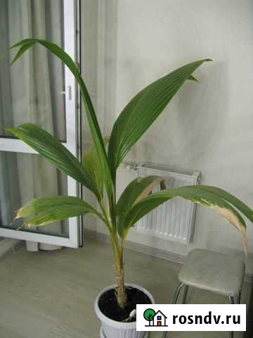 Кокосовая пальма Киров - изображение 1