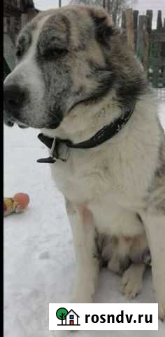 Среднеазиатская овчарка алабай щенки Курган - изображение 1