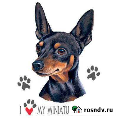 Собака порода той-терьер Абдулино - изображение 1