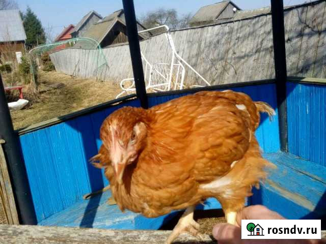 Несушки 3.5мес Великий Новгород - изображение 1