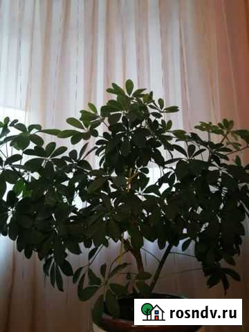 Шефлера Тольятти - изображение 1