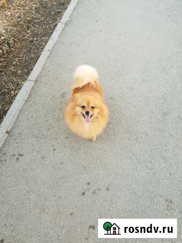 Шпиц для вязки Нижний Тагил - изображение 1