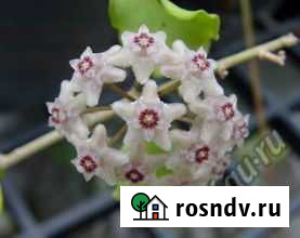 Хойи подросшие и черенки разные Красноярск - изображение 1