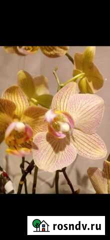 Орхидея отростки Смоленск - изображение 1