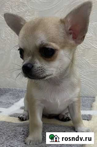 Щенки чихуахуа мальчик Сочи - изображение 1