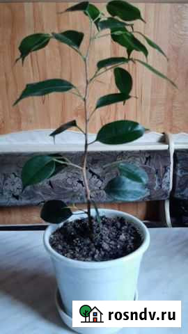 Фикус бенджамина мелколистный Отрадный - изображение 1