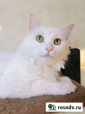 Кошка Сабрина Самара - изображение 1