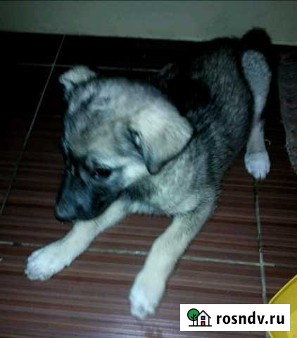 Друг И охранник Пермь - изображение 1