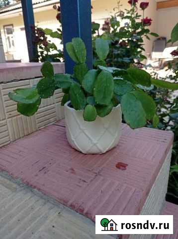 Зигокактус шлюмбергера Шахты - изображение 1